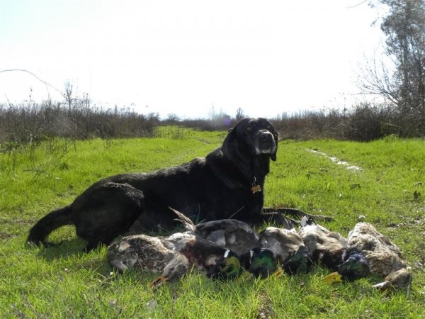 1006cody_and_mallards.jpg