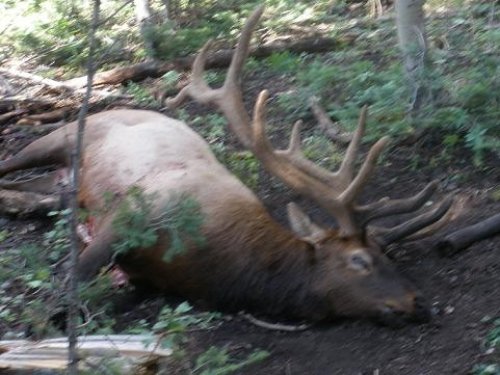 1022bowhunting_deer_&_elk_-_august_2009_061_v2.03.10.jpg