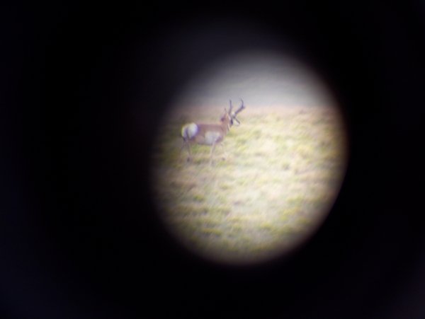 11252011_doe_hunt_052.jpg