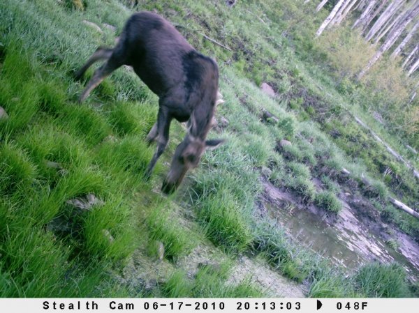 1143trail_camera_pics_036.jpg