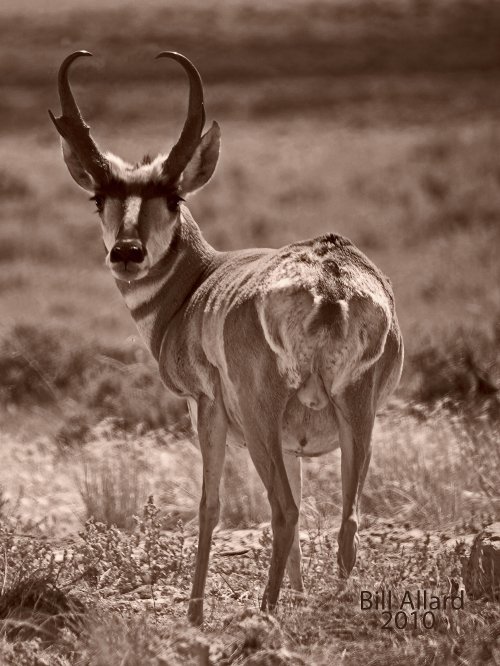 1218free_pronghorn_sepia.jpg