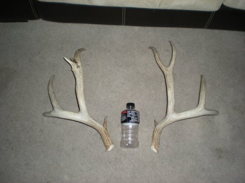 1326deer_horns_205.jpg