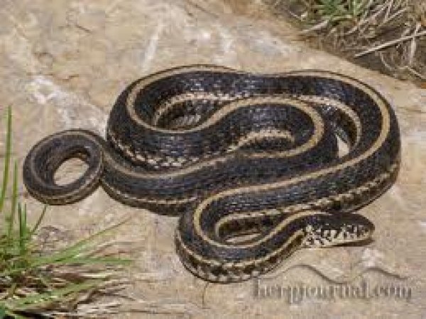 1401plainsgartersnake1.jpg