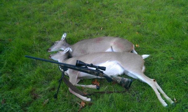 1452doe_whitetail.jpg