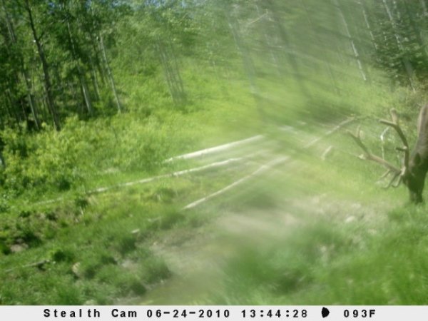 146trail_camera_pics_020.jpg