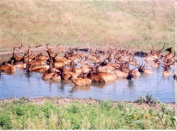 1608elk_hot_tub.jpg