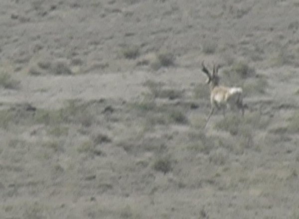 1620antelope_87-88_inches.jpg