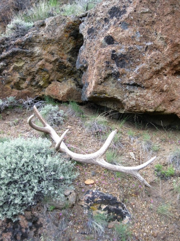 169elk_shed_trip_2011_060.jpg