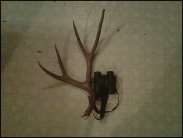 1706antler.jpg