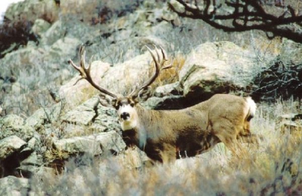 171hardgiantbuck1.jpg