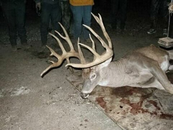 178whitetail11.jpg