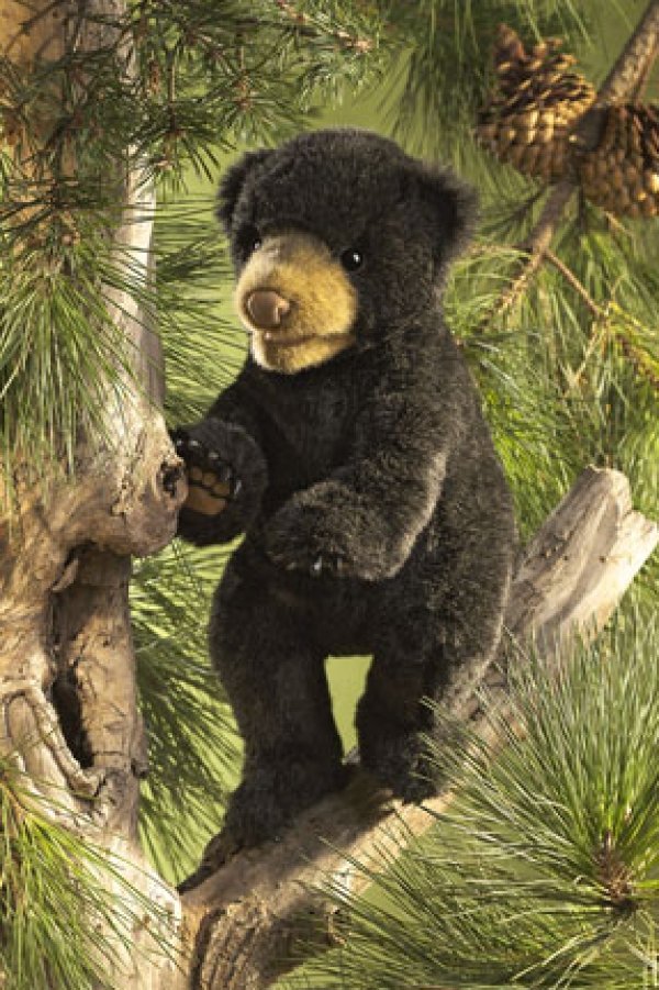 179bearblackcub_2831.jpg