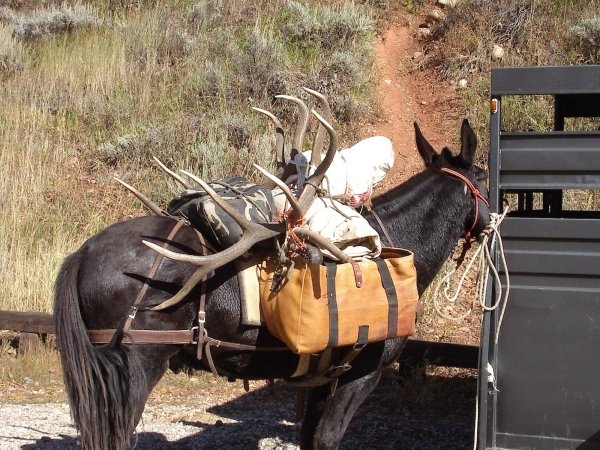 18172009_elk_hunt_054.jpg