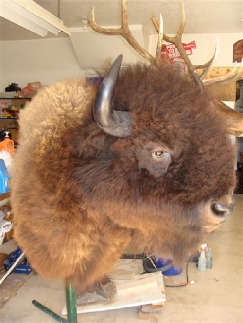 1832bull_bison_mount_014.jpg