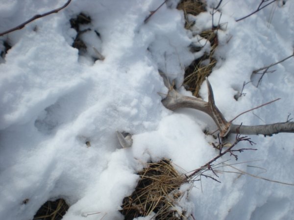 1866shed_hunting_2011_001.jpg