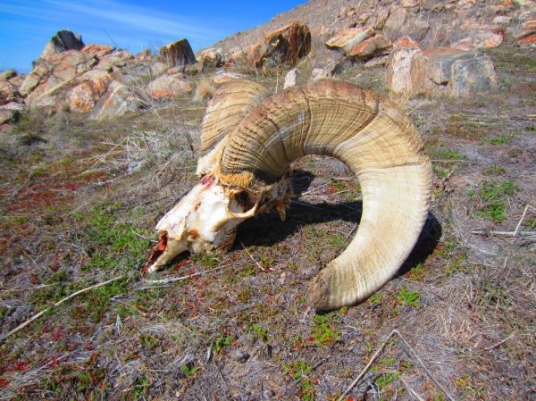 1893antelope_island_2013_019.jpg