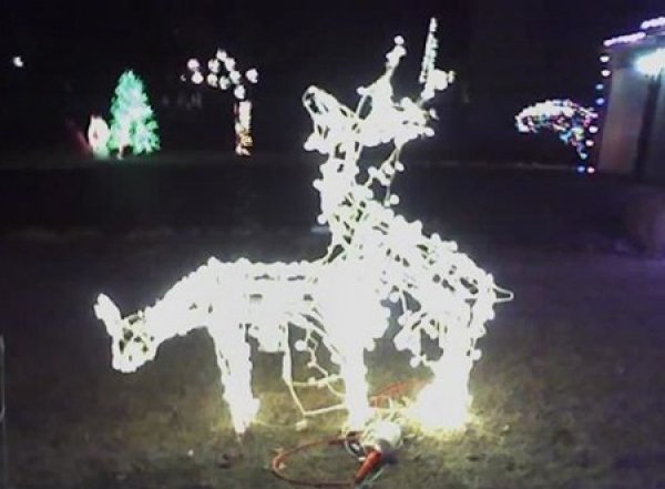 2013reindeer.jpg