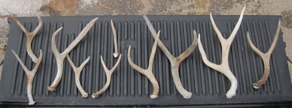 2156antlers_2-4-2011.jpg