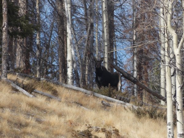 2193deer_elk_hunt_039.jpg