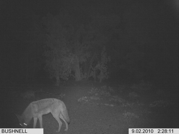 2435trail_cam2_pics_9-8-10_047.jpg