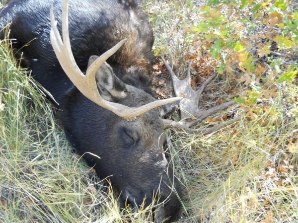 2438dead_moose_up_alexander_canyon_002.jpg