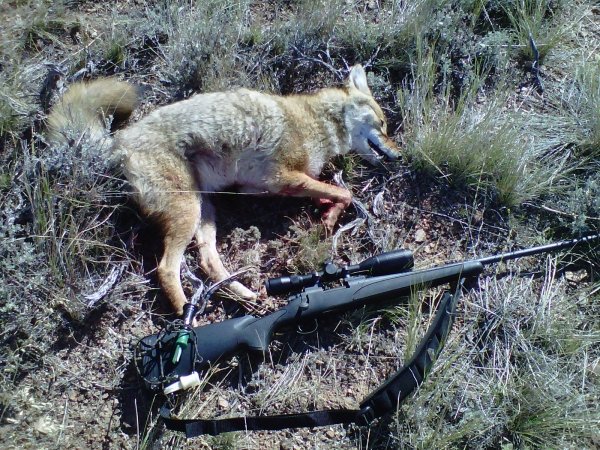 2482coyote.jpg