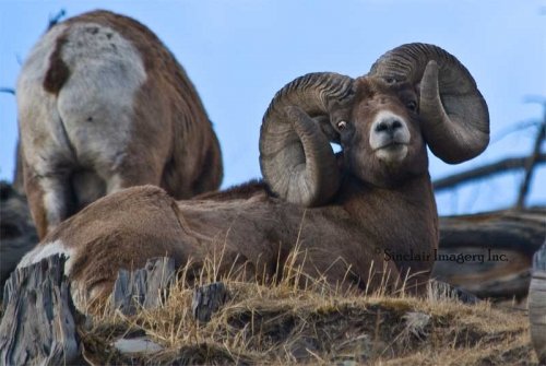 2686jasper-sheep-mar-9-004-2.jpg