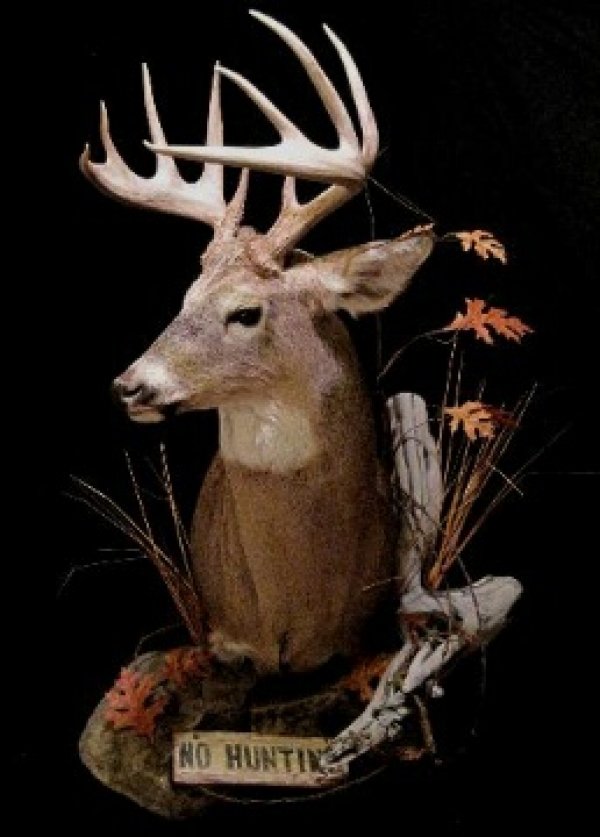 2690deer_mount_1.jpg