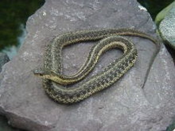 270220px-gartersnake2128.jpg