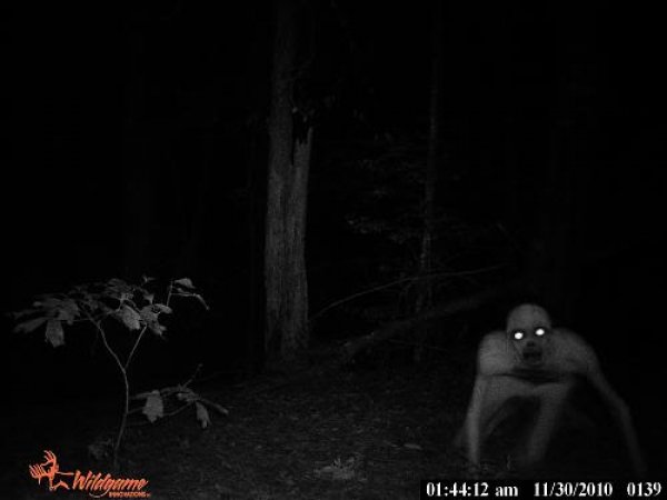 2720trail_cam.jpg