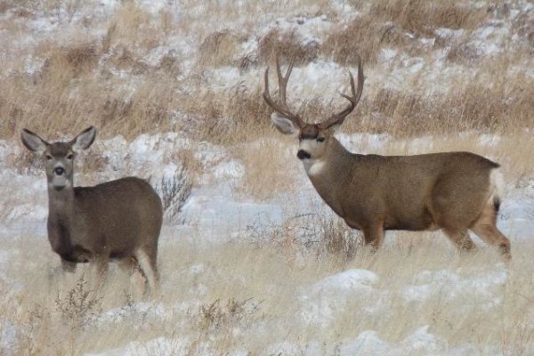 2730nov_2010_buck_pic.jpg