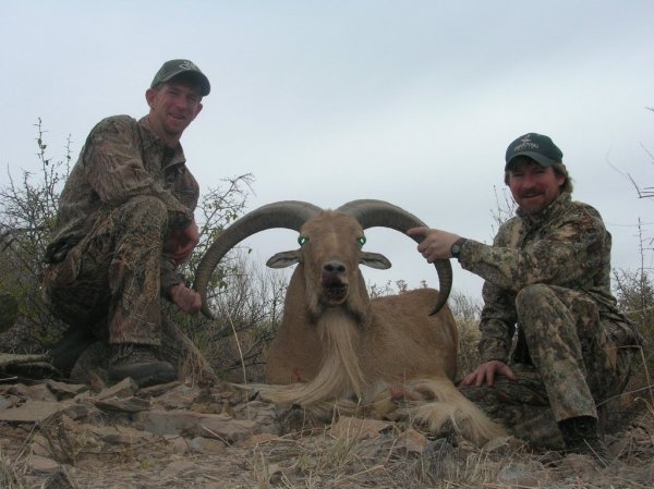 28392009_aoudad_025e.jpg