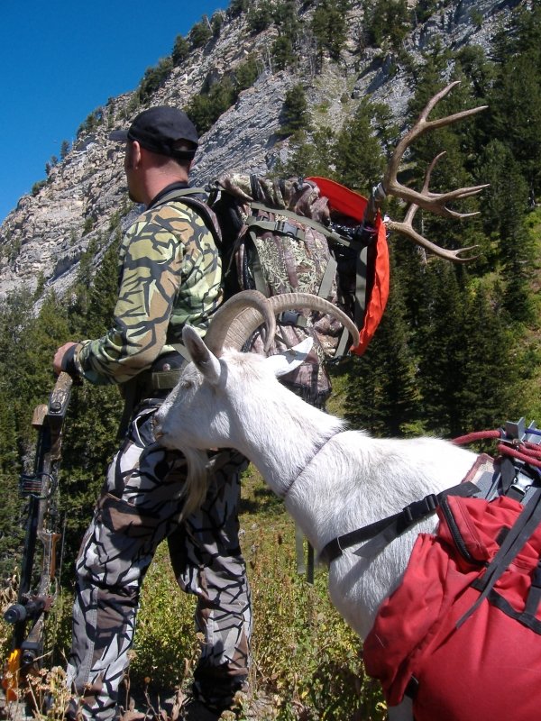 28762006_utah_mule_deer_hunt.jpg