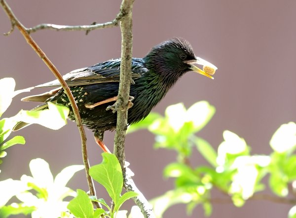 28881_starling.jpg