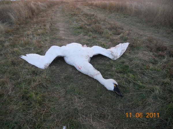 29972011_swan_hunt_002.jpg