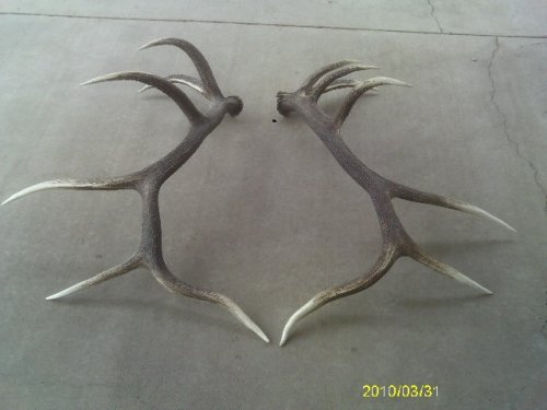 3072paauls_tines_down_top_after.jpg