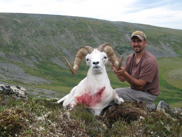 30882010_dall_sheep_038.jpg