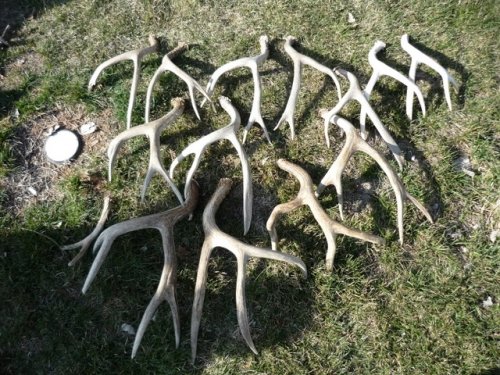 3093shed_hunt_2010_065.jpg