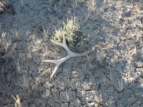 3106wyo_shed_hunt_012.jpg