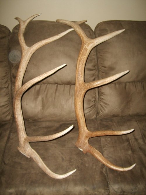 31422009_elk_antler_038.jpg