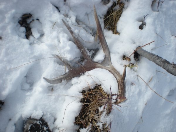 3178shed_hunting_2011_002.jpg