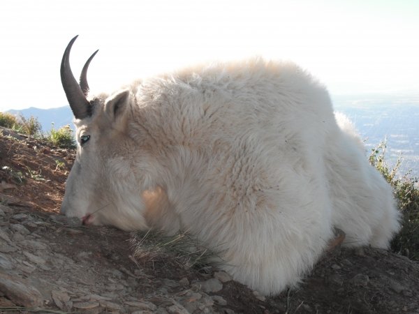 31942011_goat_012.jpg