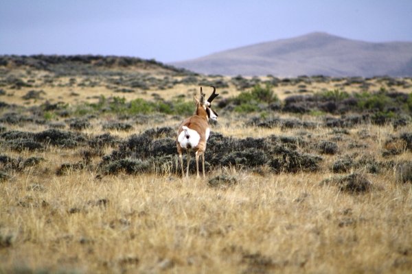 31wyo_antelope_2011_020.jpg