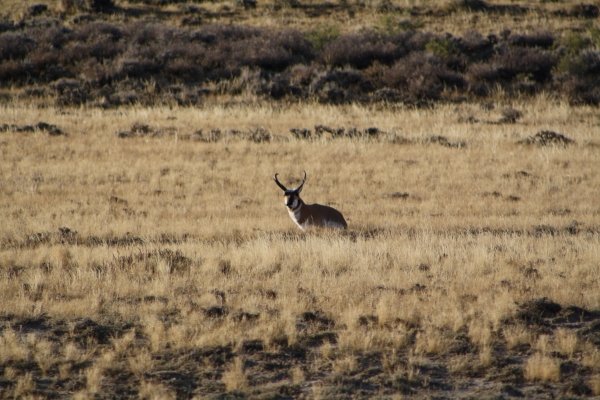 3294wyo_antelope_2011_043.jpg