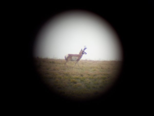 3332011_doe_hunt_059.jpg