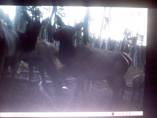 3355trailcam2.jpg