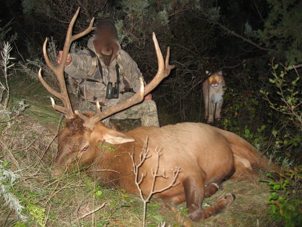 3394elk_hunt_surprise.jpg