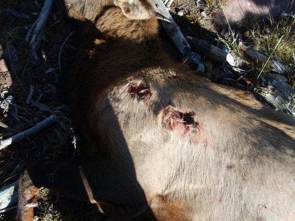 33952010_elk_hunt_013.jpg