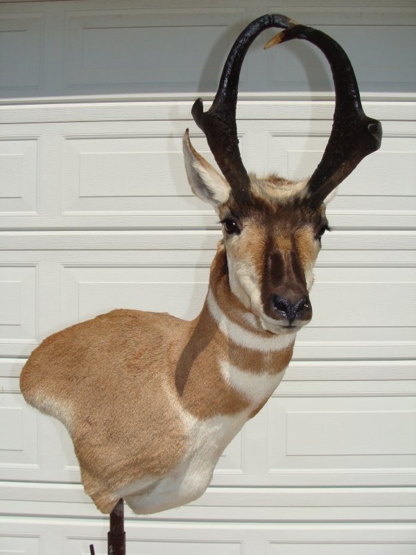 3401taxidermyaug2012_035.jpg