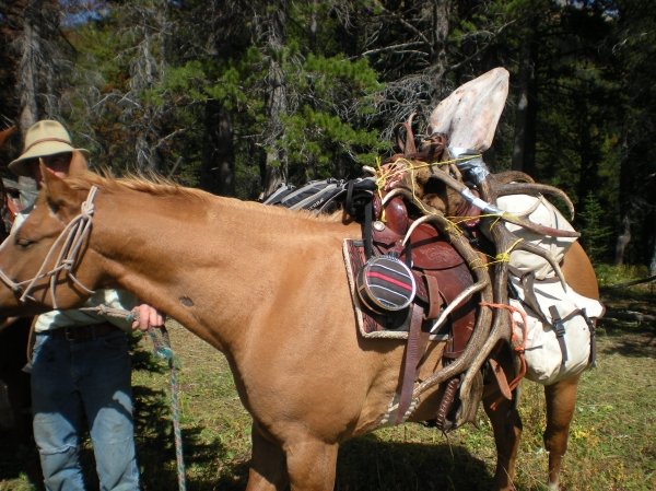 3516montana_elk_hunt_09_104.jpg